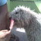 mi pelu comiendo su helado